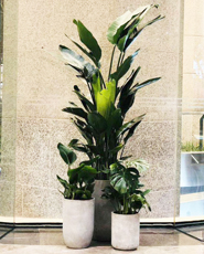 �����̻�����ֲ��